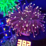 Euphyllia glabrescens Yellow Tip 2h (382)