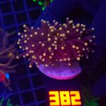 Euphyllia glabrescens Yellow Tip 1h (282)