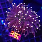 Euphyllia glabrescens Yellow Tip 2h (382)