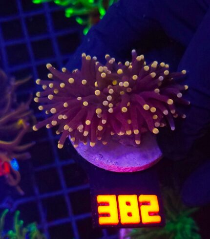 Euphyllia glabrescens Yellow Tip 1h (282)
