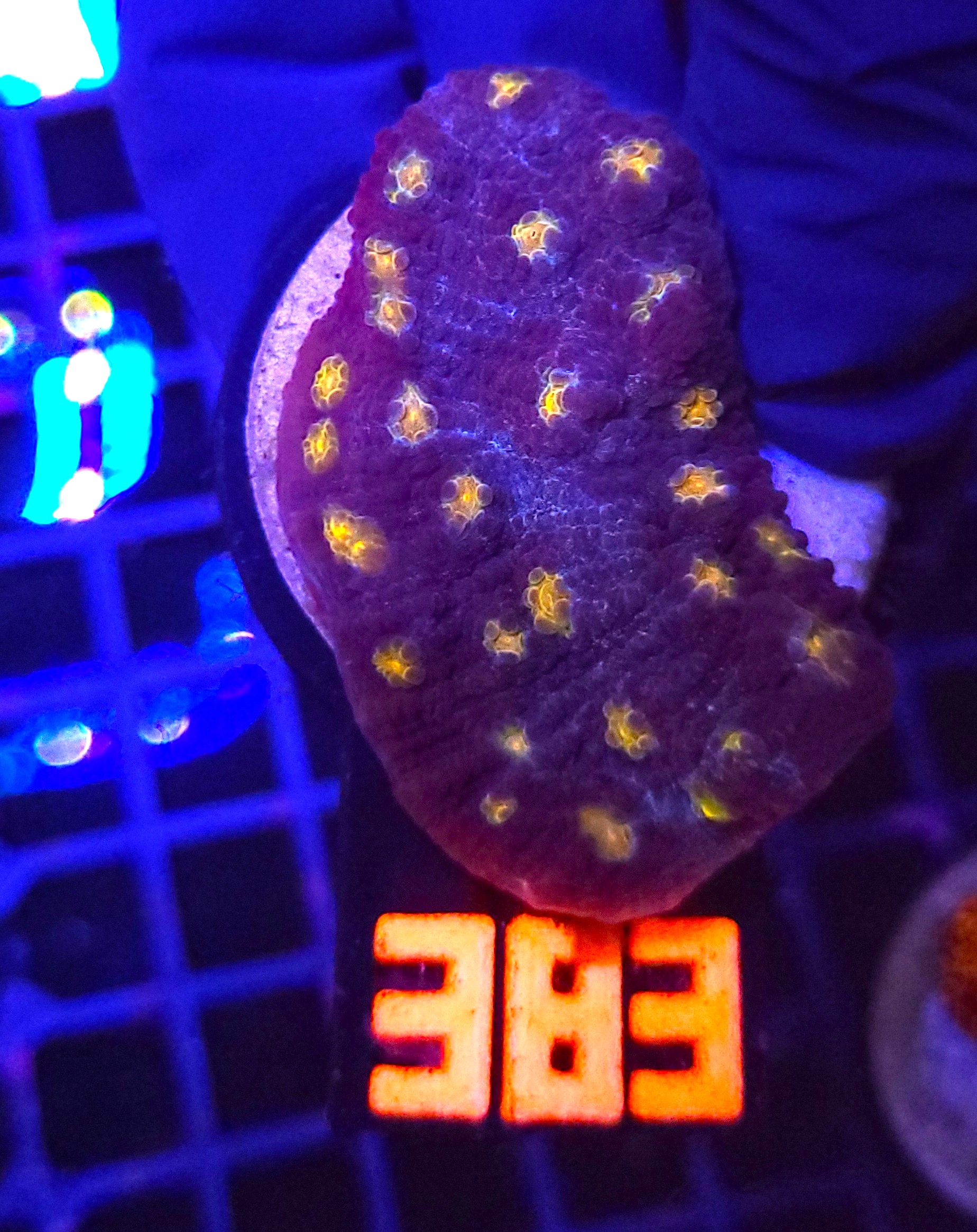 383 Mycedium elephantotus (383) - obrazek 1
