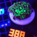 Goniastrea Green Eyed (388)