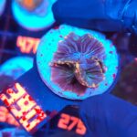 Discosoma watermelon (390)