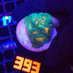 Favia Green Orange (393)