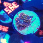 Discosoma watermelon (395)