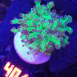 Euphyllia paradivisa purple tip 1h (401)