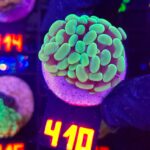 Euphyllia paraancora 2h (410)