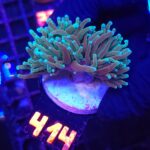 Euphyllia glabrescens Light Blue Tip 2h (414)