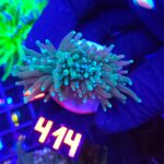 Euphyllia glabrescens Light Blue Tip 2h (414)