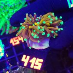 Euphyllia glabrescens indo gold 1h (415)