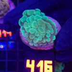Euphyllia paraancora 1h (416)