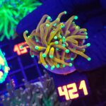 Euphyllia glabrescens indo gold 1h (421)