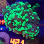 Euphyllia paraancora Grafted 2h (421)