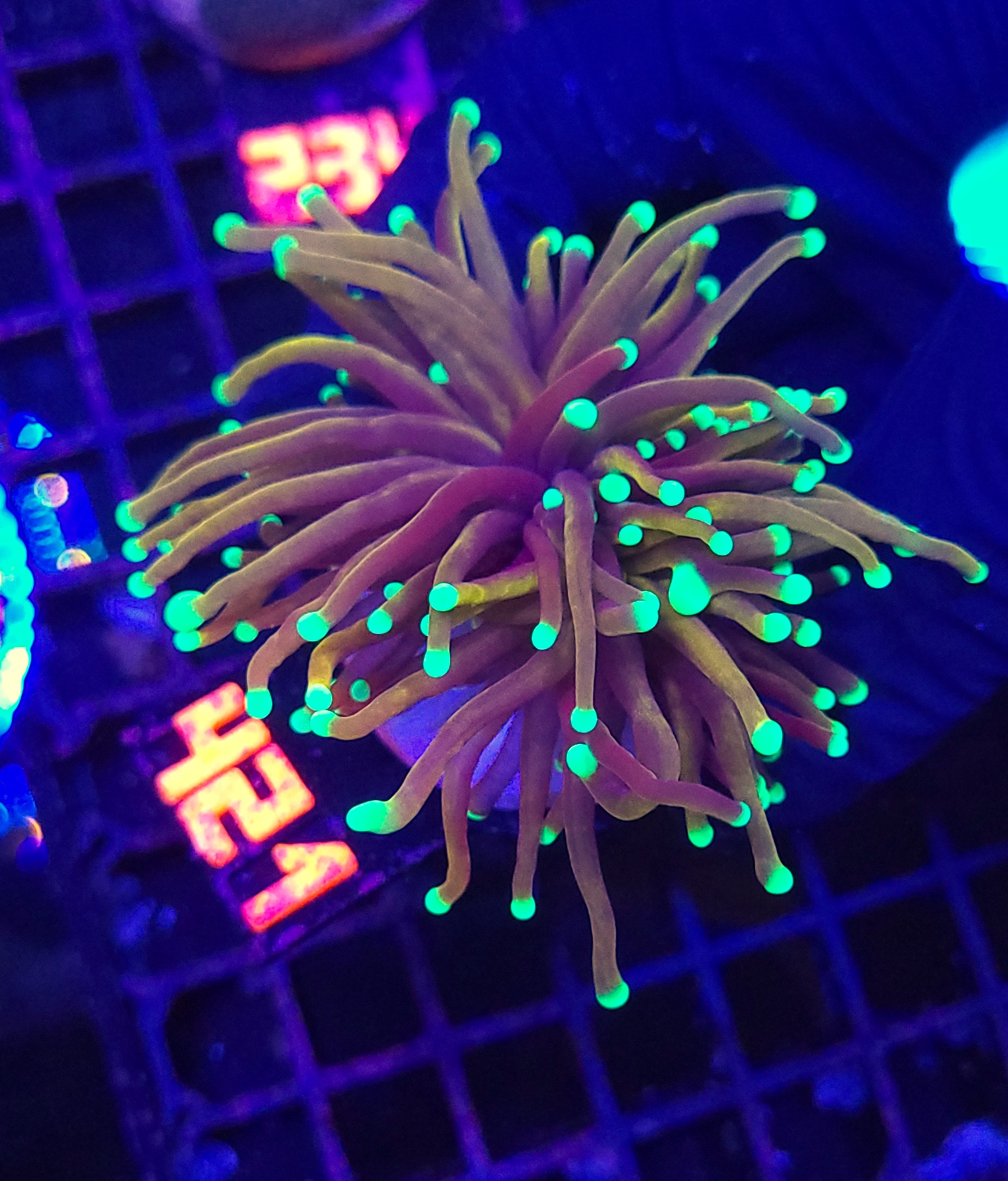 421 Euphyllia glabrescens indo gold 2h (421) - obrazek 1
