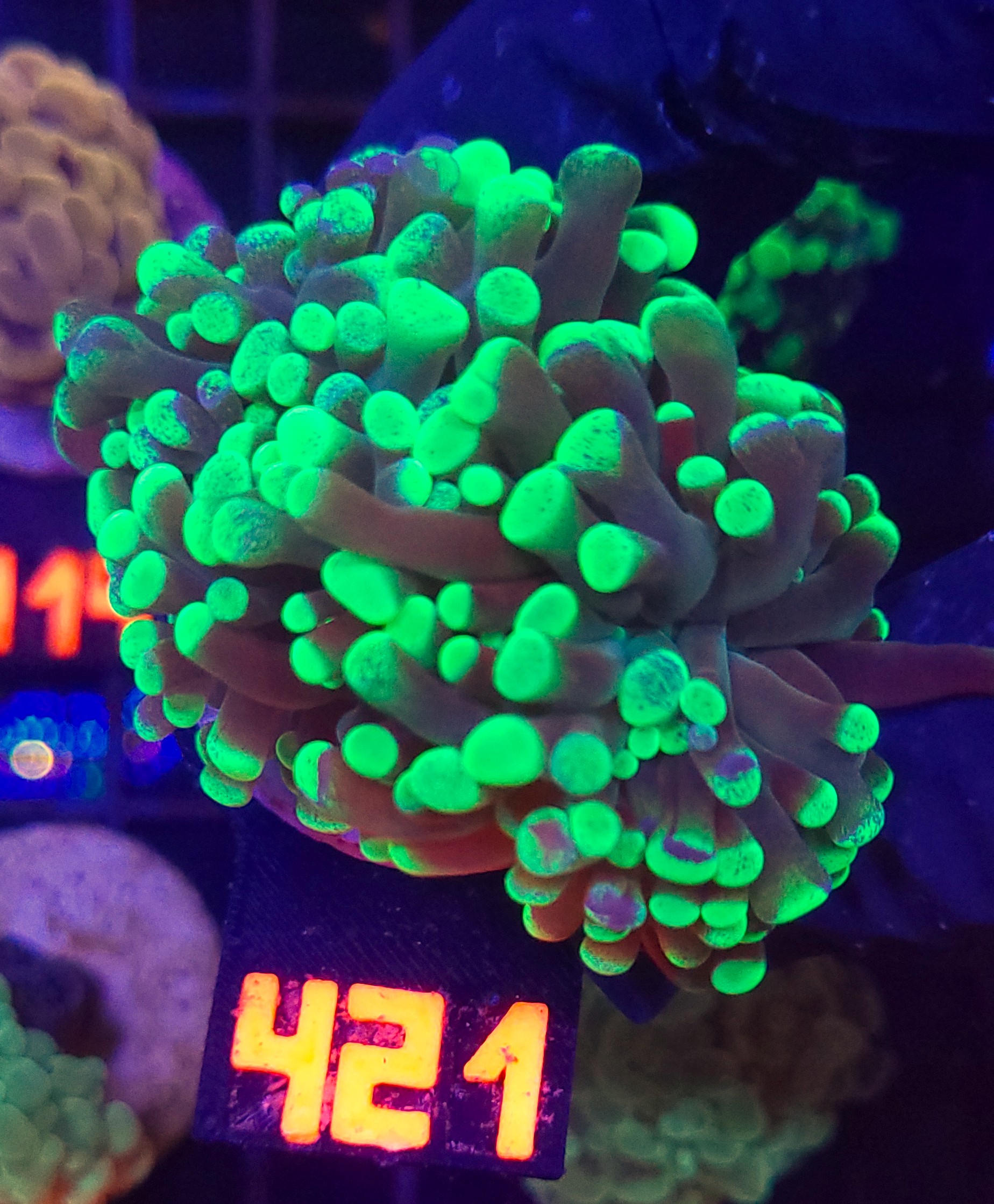 421 Euphyllia paraancora Grafted 2h (421) - obrazek 1