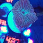 Discosoma watermelon (427)