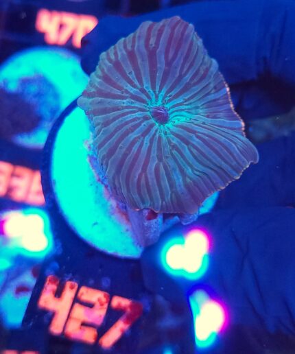 Discosoma watermelon (427)