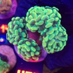 Euphyllia paraancora 4h (430)