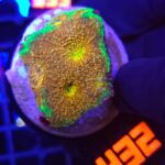 Acanthastrea Gold&Green (432)