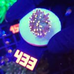 Euphyllia glabrescens Yellow Tip 1h mini (433)