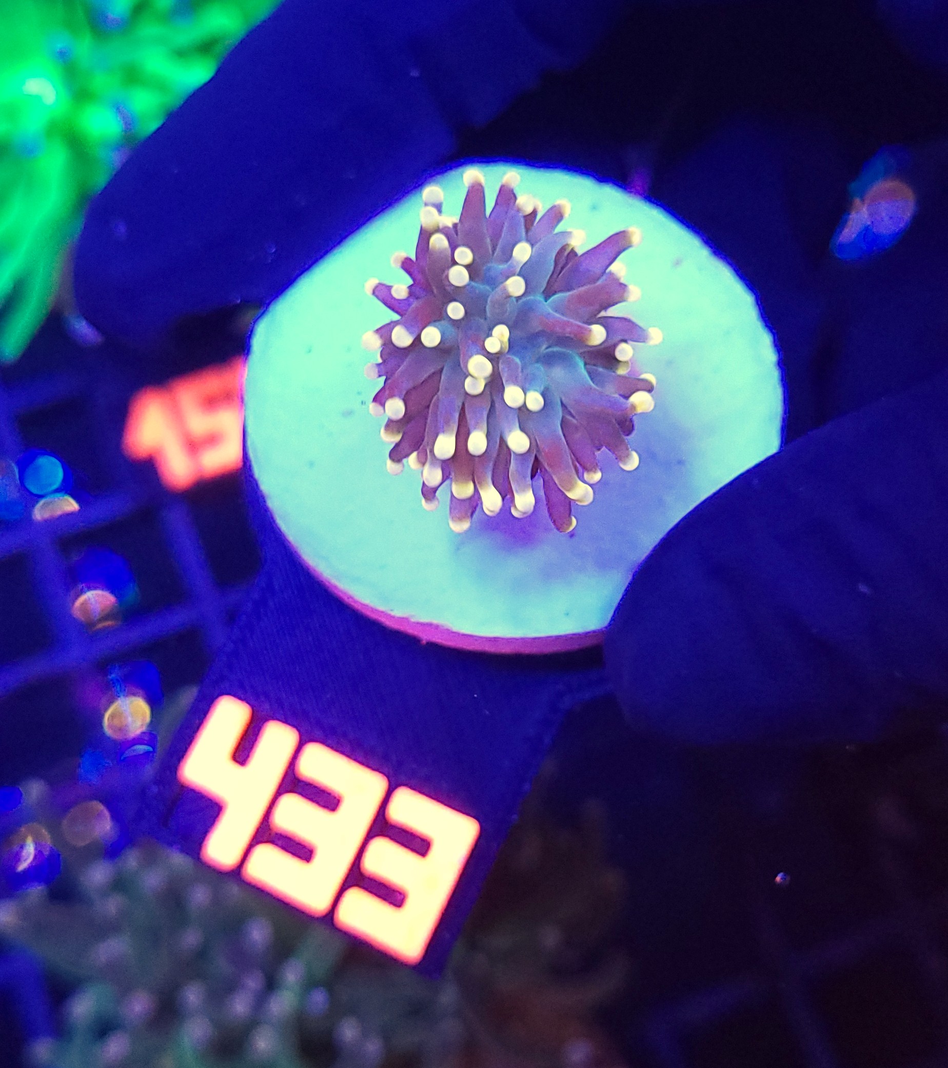 433 Euphyllia glabrescens Yellow Tip 1h mini (433) - obrazek 1