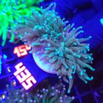Euphyllia glabrescens Light Blue Tip 2h (435)