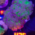 Euphyllia paraancora Purple Hologram 2h (436)