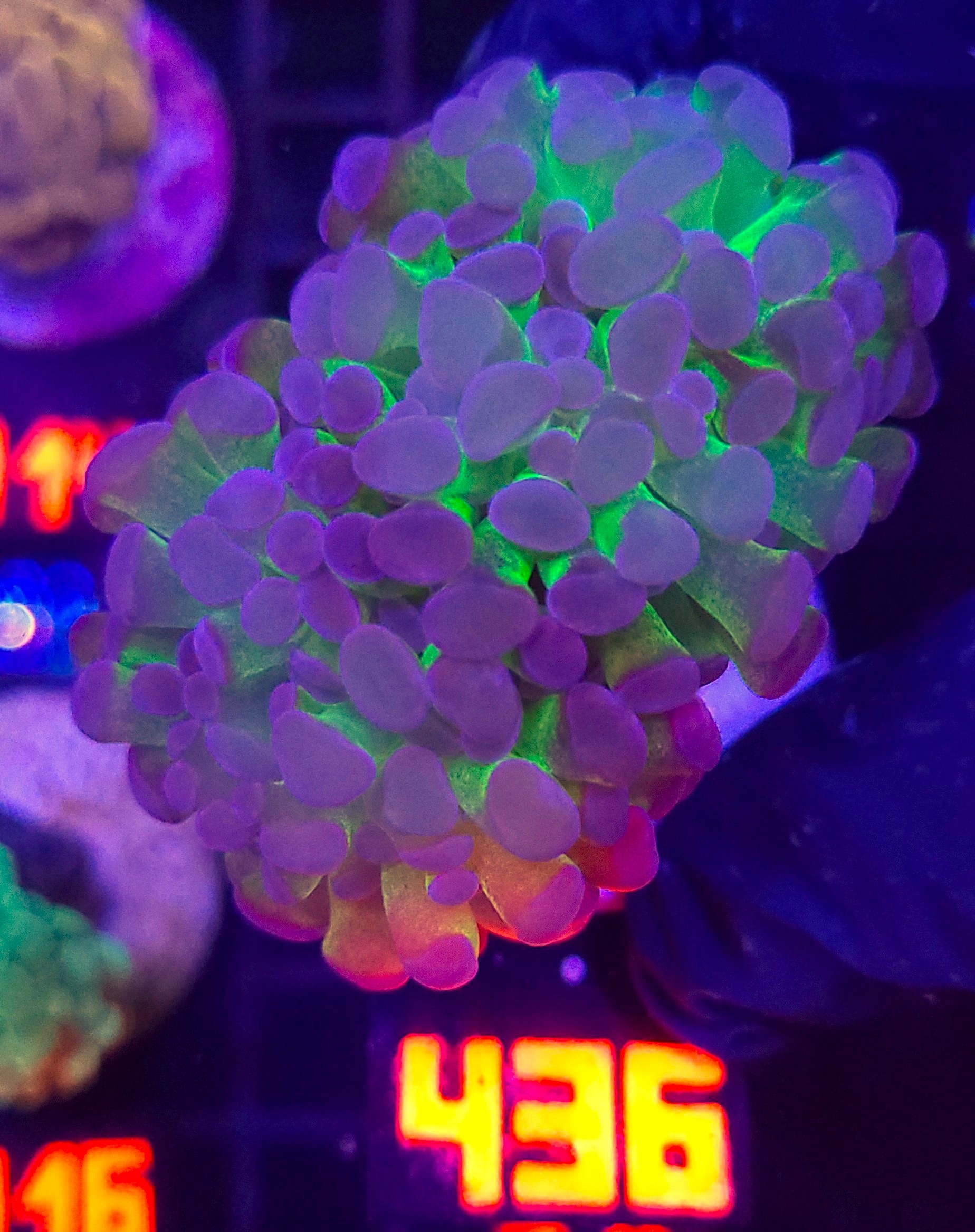 436 Euphyllia paraancora Purple Hologram 2h (436) - obrazek 1