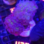 Euphyllia paraancora Purple Hologram 2h (436)