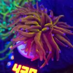 Euphyllia glabrescens new york knicks NYK 2h (439)