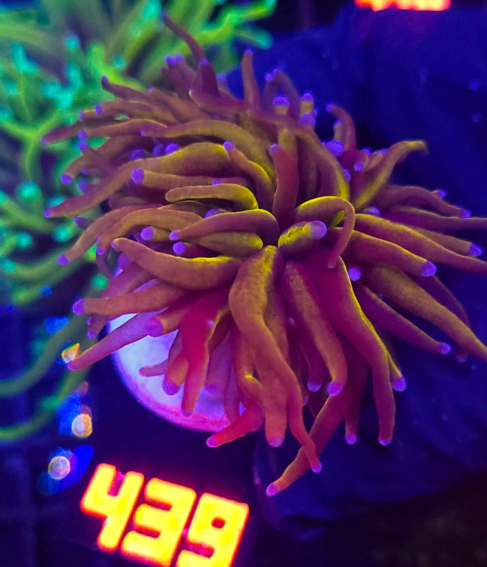 439 Euphyllia glabrescens new york knicks NYK 2h (439) - obrazek 1