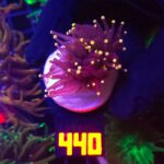 Euphyllia glabrescens Yellow Tip 1h (440)