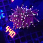 Euphyllia glabrescens Yellow Tip 1h (440)
