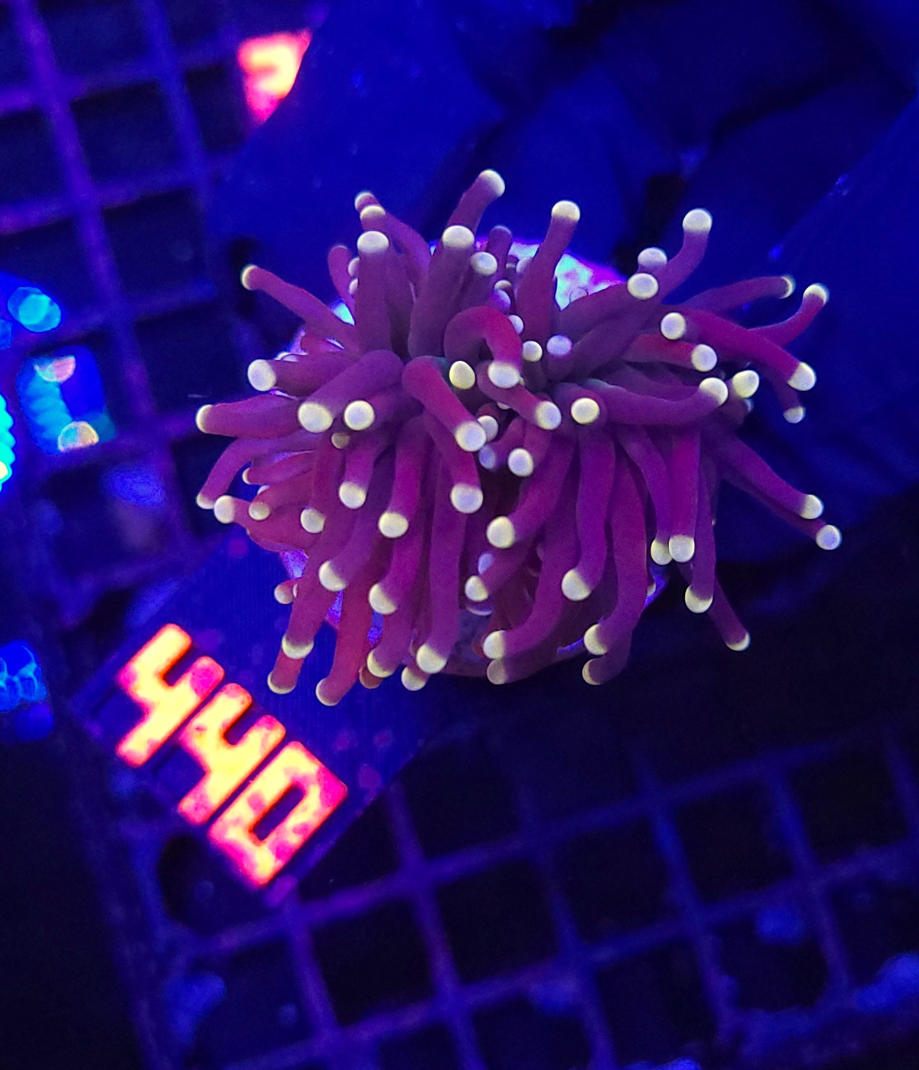 440 Euphyllia glabrescens Yellow Tip 1h (440) - obrazek 1