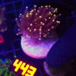 Euphyllia glabrescens Yellow Tip 1h (443)