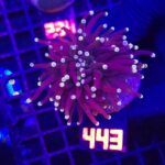 Euphyllia glabrescens Yellow Tip 2h (443)