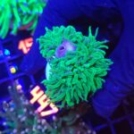 Euphyllia glabrescens TOXIC SPAGETTI 1h + pąkla (447)