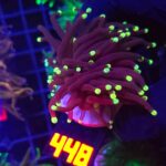Euphyllia glabrescens Purple Lemon Tip 1h (448)