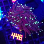 Euphyllia glabrescens Purple Lemon Tip 2h (448)