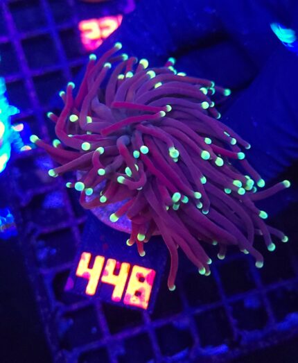 Euphyllia glabrescens Purple Lemon Tip 2h (448)