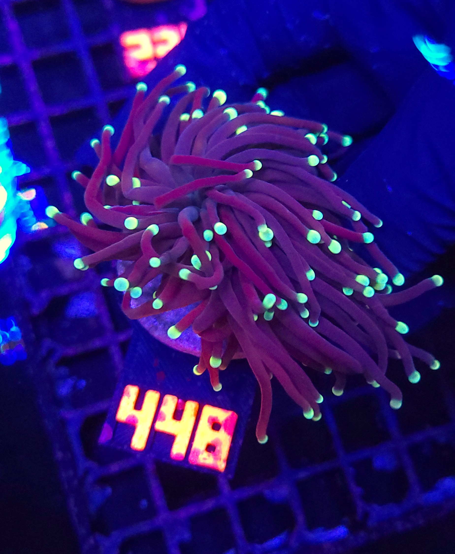 448 Euphyllia glabrescens Purple Lemon Tip 2h (448) - obrazek 1