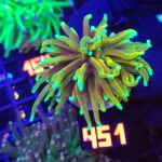 Euphyllia glabrescens Hellfire 1h (451)