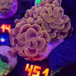 Euphyllia paraancora Honey Gold 2h (451)