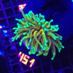 Euphyllia glabrescens Hellfire 1h (451)