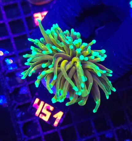 Euphyllia glabrescens Hellfire 1h (451)