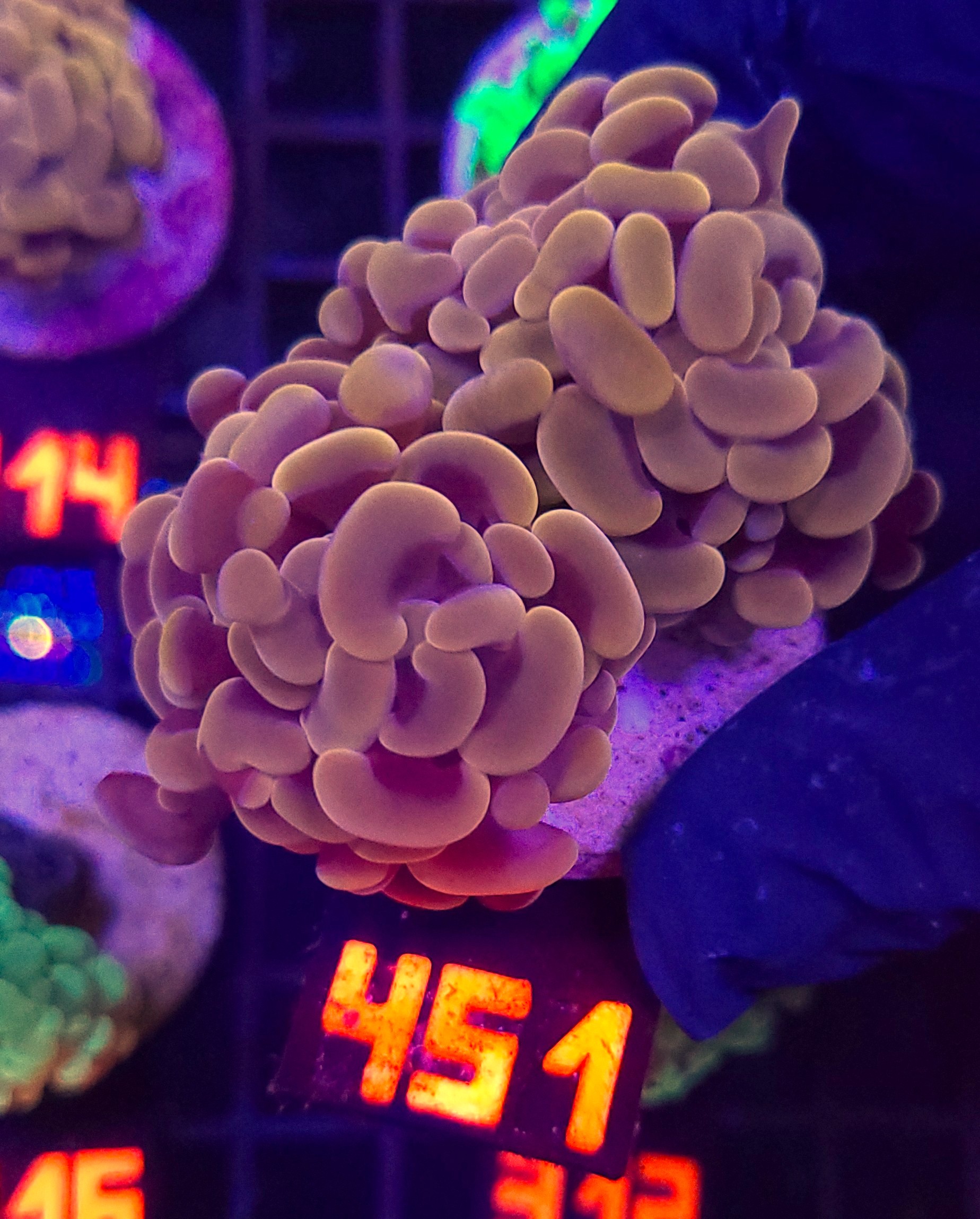 451 Euphyllia paraancora Honey Gold 2h (451) - obrazek 1