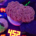 Euphyllia paraancora Pink 2h (452)