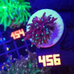 Euphyllia glabrescens black dragon 1h (456)