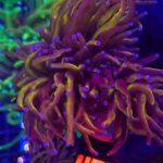 Euphyllia glabrescens new york knicks NYK 3h (456)