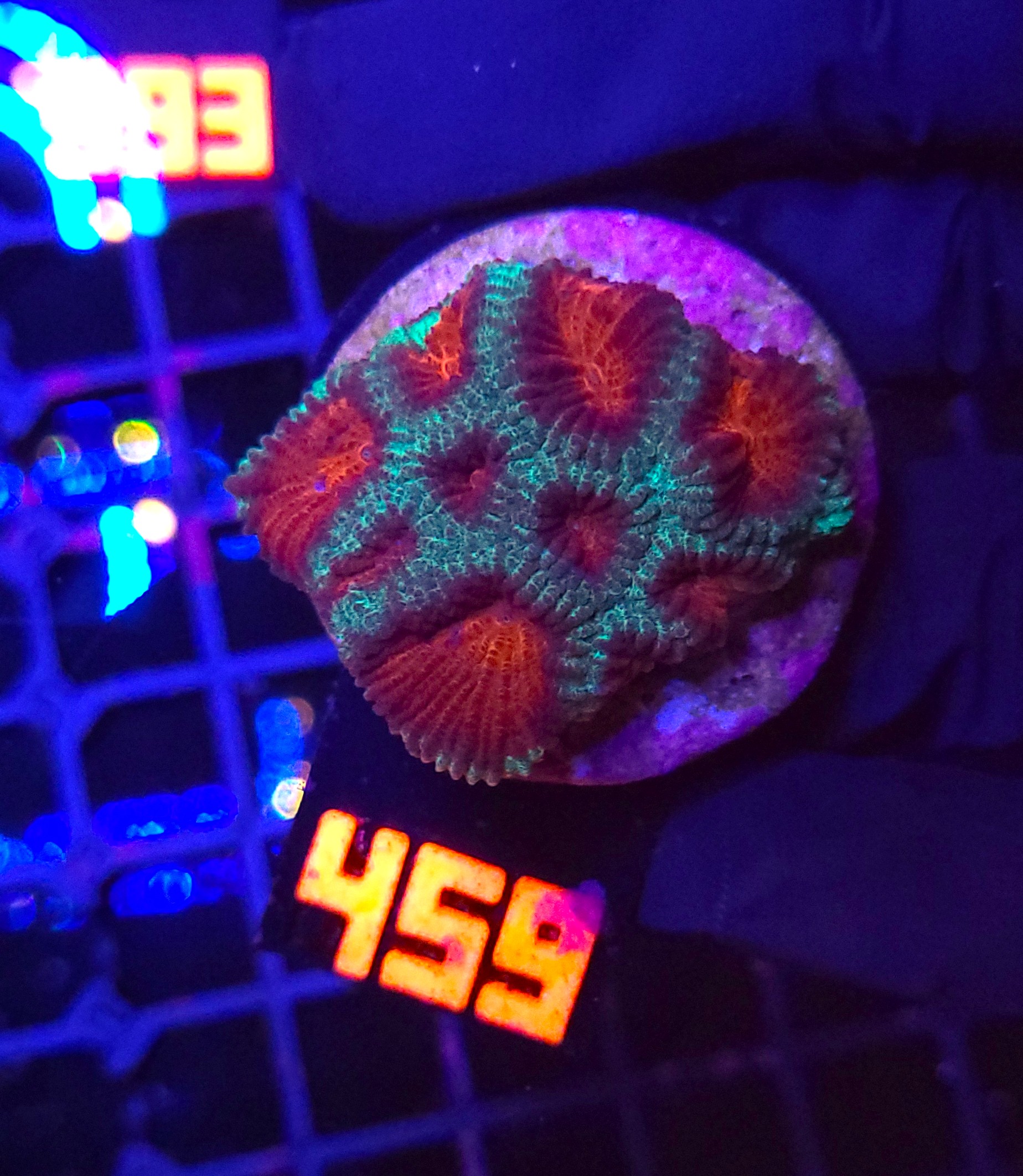 459 Favia pallida "Moon" (459) - obrazek 1